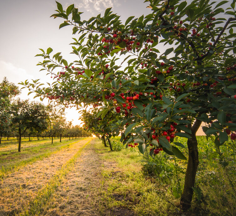 Write up: ‘Agriculture: The Next Big Investment?’ about Write up: ‘Agriculture: The Next Big Investment?’