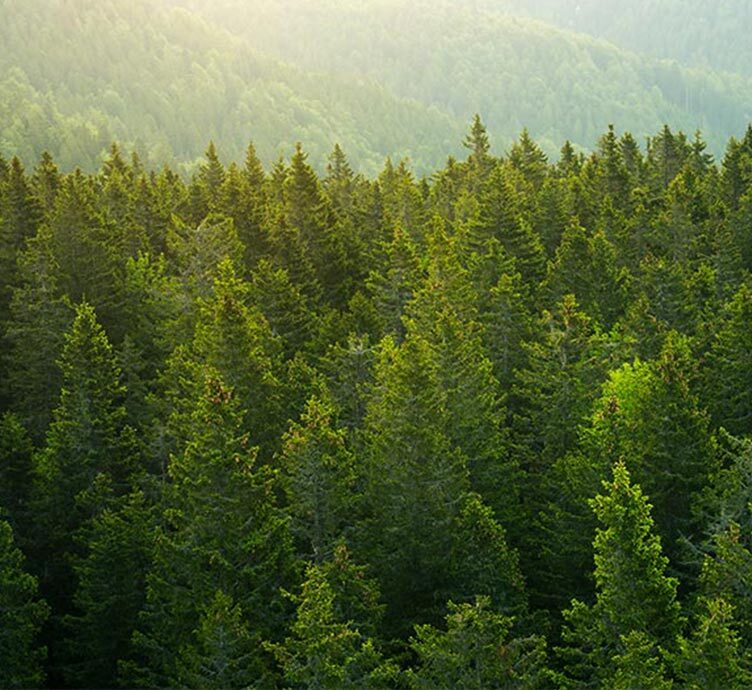 Image for Q&A: Building Long-Term Value Through Global Timberland